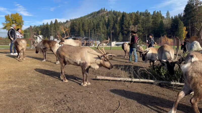 Visiting Leavenworth Reindeer Farm