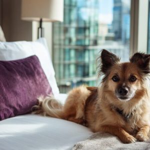 Small dog relaxing on a bed in a modern hotel room with city views